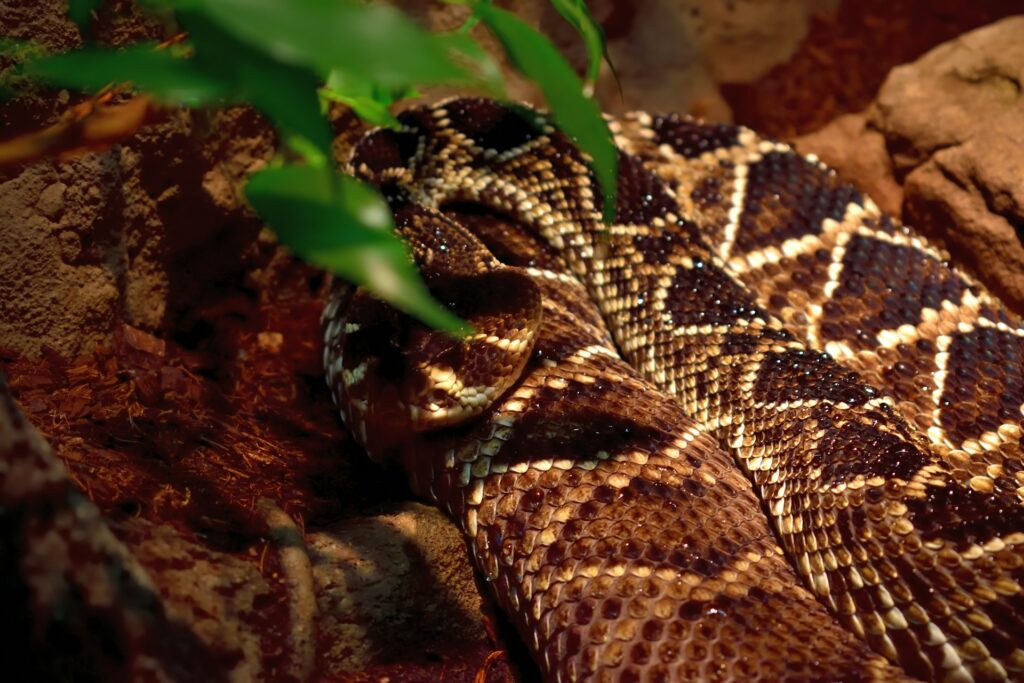 A coiled rattlesnake resting in its natural habitat, with intricate diamond-shaped patterns on its brown scales. The snake's head is partially visible, blending in with the surrounding rocky and leafy environment.