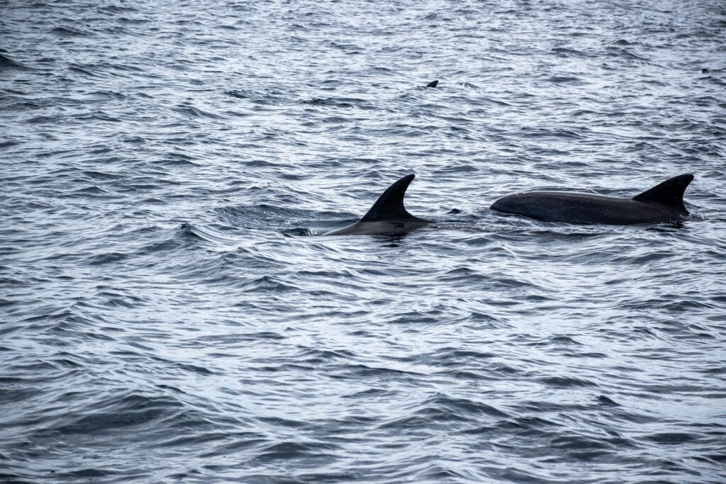 Two dolphins swimming side by side in the ocean, with only their dorsal fins visible above the surface of the water. The calm waves ripple around them, creating a serene and peaceful marine scene.