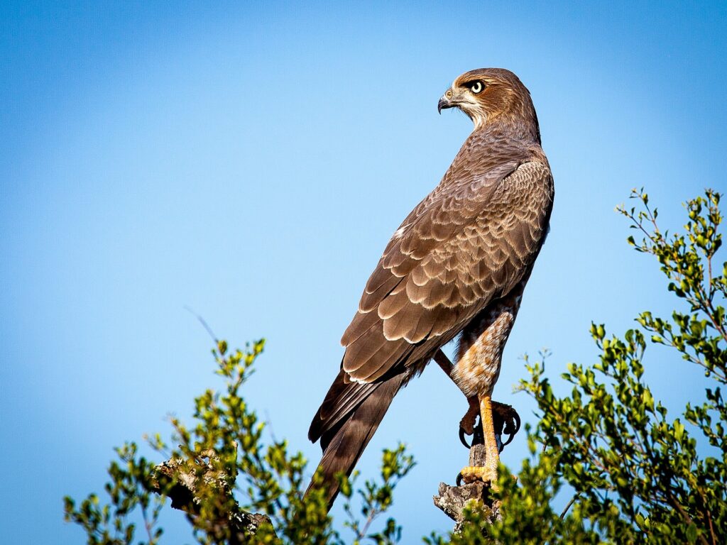 A majestic hawk perched on a tree branch, with its sharp eyes gazing into the distance. The hawk's brown feathers and patterned plumage contrast beautifully against a clear blue sky. Surrounding the bird are green leafy branches, creating a natural and serene wildlife scene.