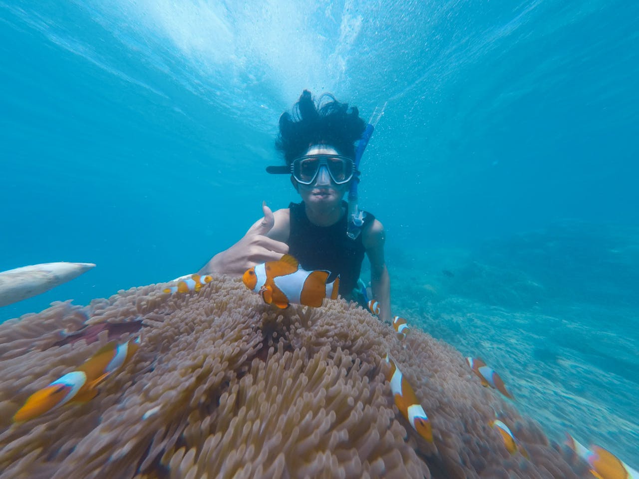 A snorkeler underwater giving a "shaka" hand gesture near a group of clownfish swimming around a sea anemone. The snorkeler is wearing goggles, a snorkel, and a black wetsuit while exploring the vibrant marine life in crystal-clear water. The colorful clownfish and the flowing anemone provide a striking foreground, with the deep blue ocean fading into the background. The scene captures the beauty and tranquility of underwater exploration in a tropical coral reef environment.