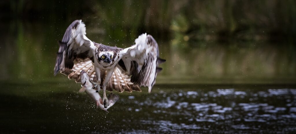 An osprey in mid-flight emerging from the water, gripping a fish in its talons. The bird’s wings are spread wide, droplets of water spray around it as it rises from the surface of a body of water. Its piercing yellow eyes are focused forward, with a background of blurred greenery and reflections on the water.